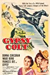 Gypsy Colt