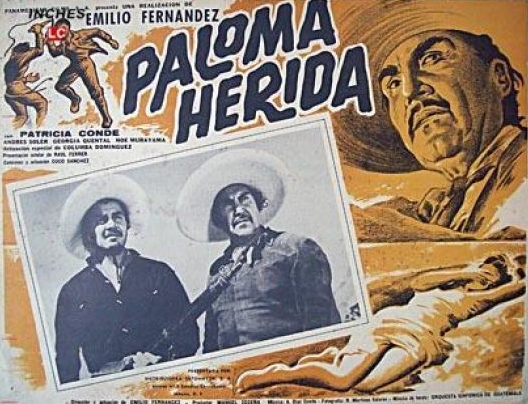 Paloma herida