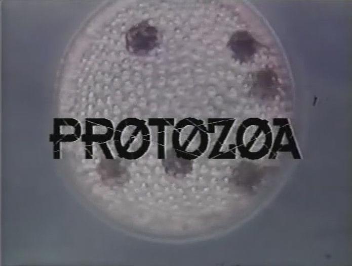 Protozoa