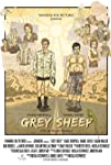 Grey Sheep